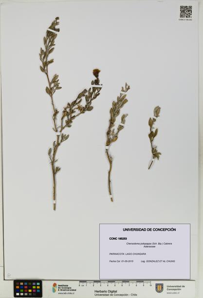 Chersodoma jodopappa [Espécimen: UDEC:CONC:0185253]