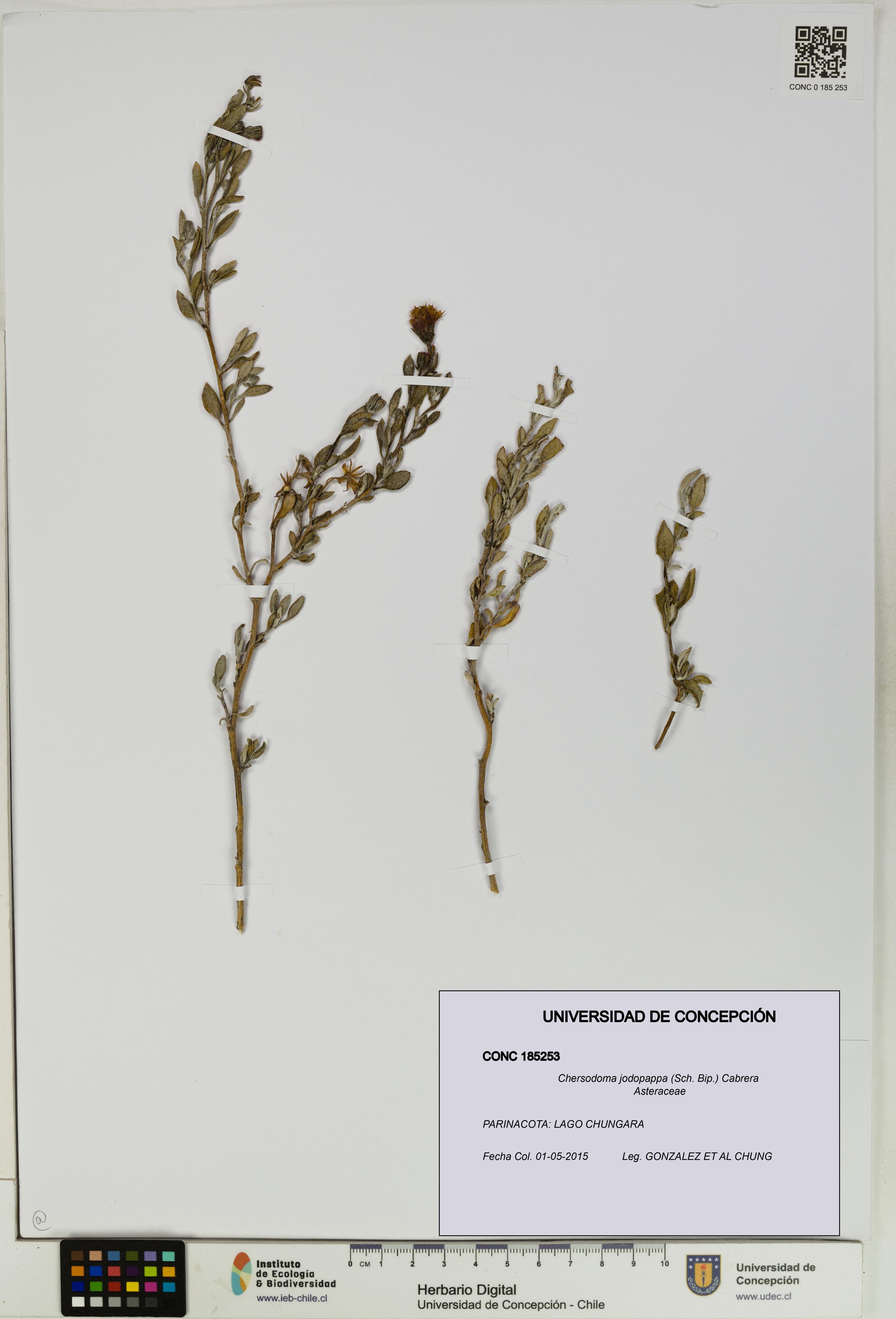 Chersodoma jodopappa [Espécimen: UDEC:CONC:0185253]