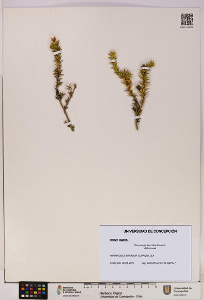 Chuquiraga kuschelii [Espécimen: UDEC:CONC:0185255]