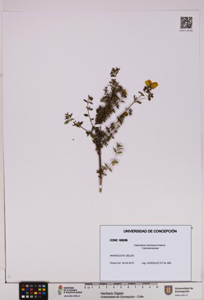 Calceolaria inamoena [Espécimen: UDEC:CONC:0185258]