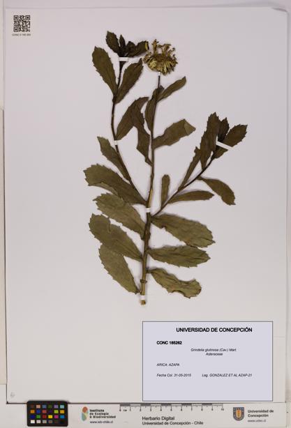 Grindelia glutinosa [Espécimen: UDEC:CONC:0185262]