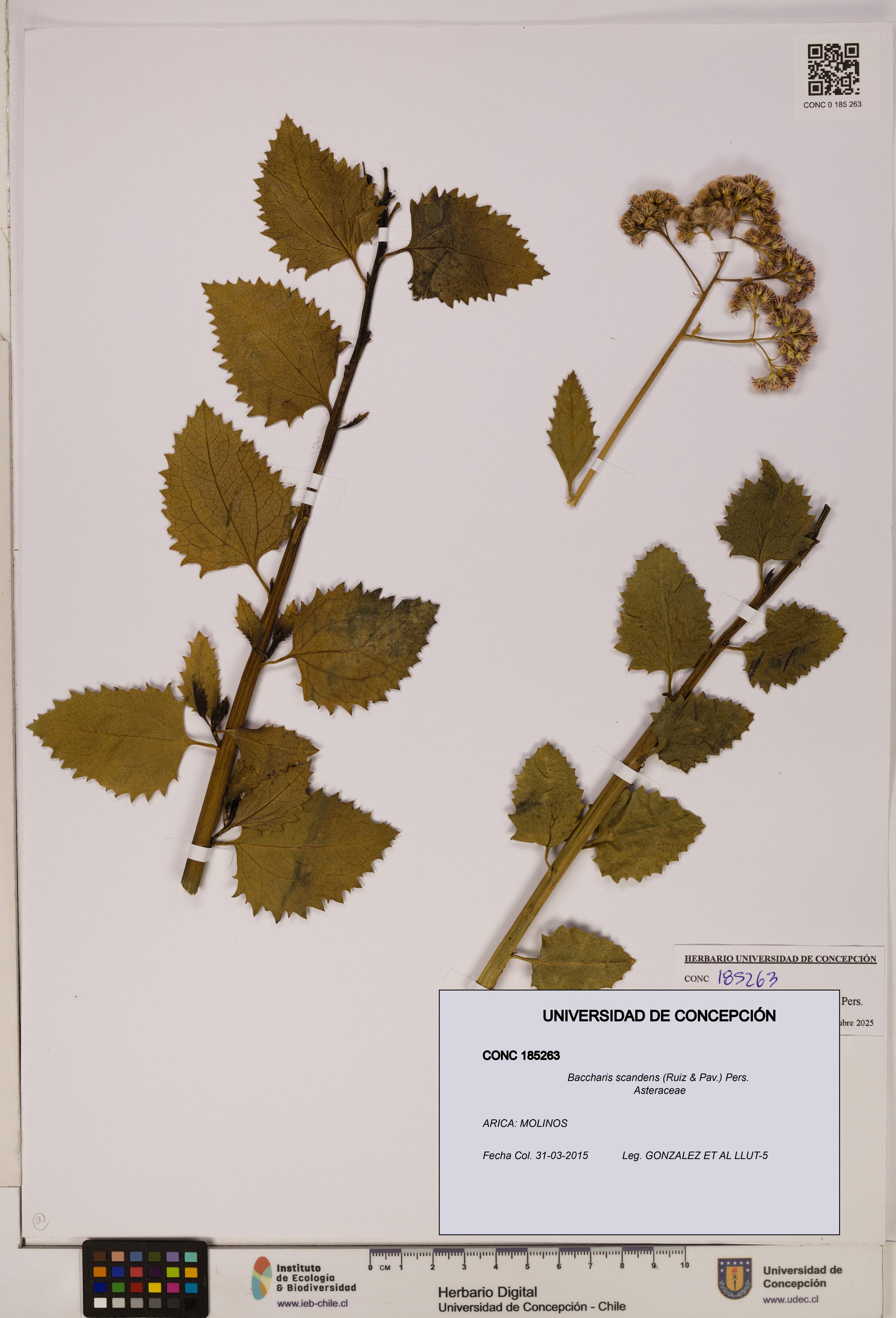 Baccharis scandens [Espécimen: UDEC:CONC:0185263]