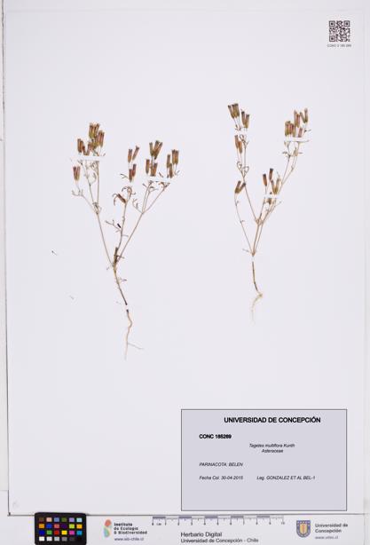 Tagetes multiflora [Espécimen: ]