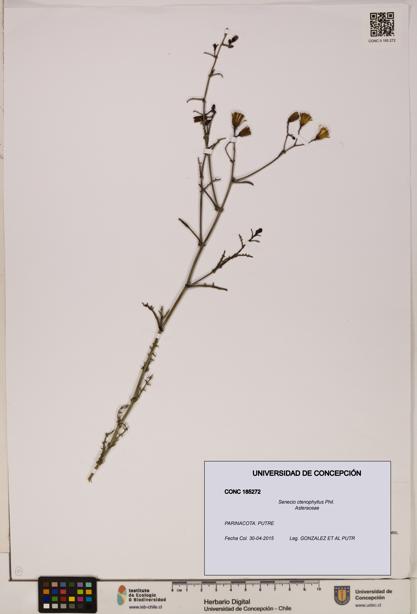Senecio ctenophyllus [Espécimen: UDEC:CONC:0185272]