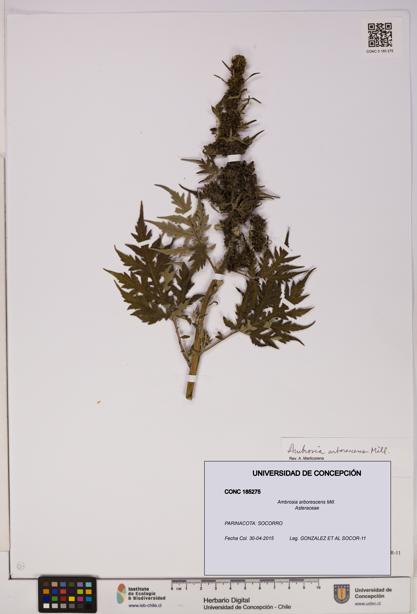Ambrosia arborescens [Espécimen: UDEC:CONC:0185275]