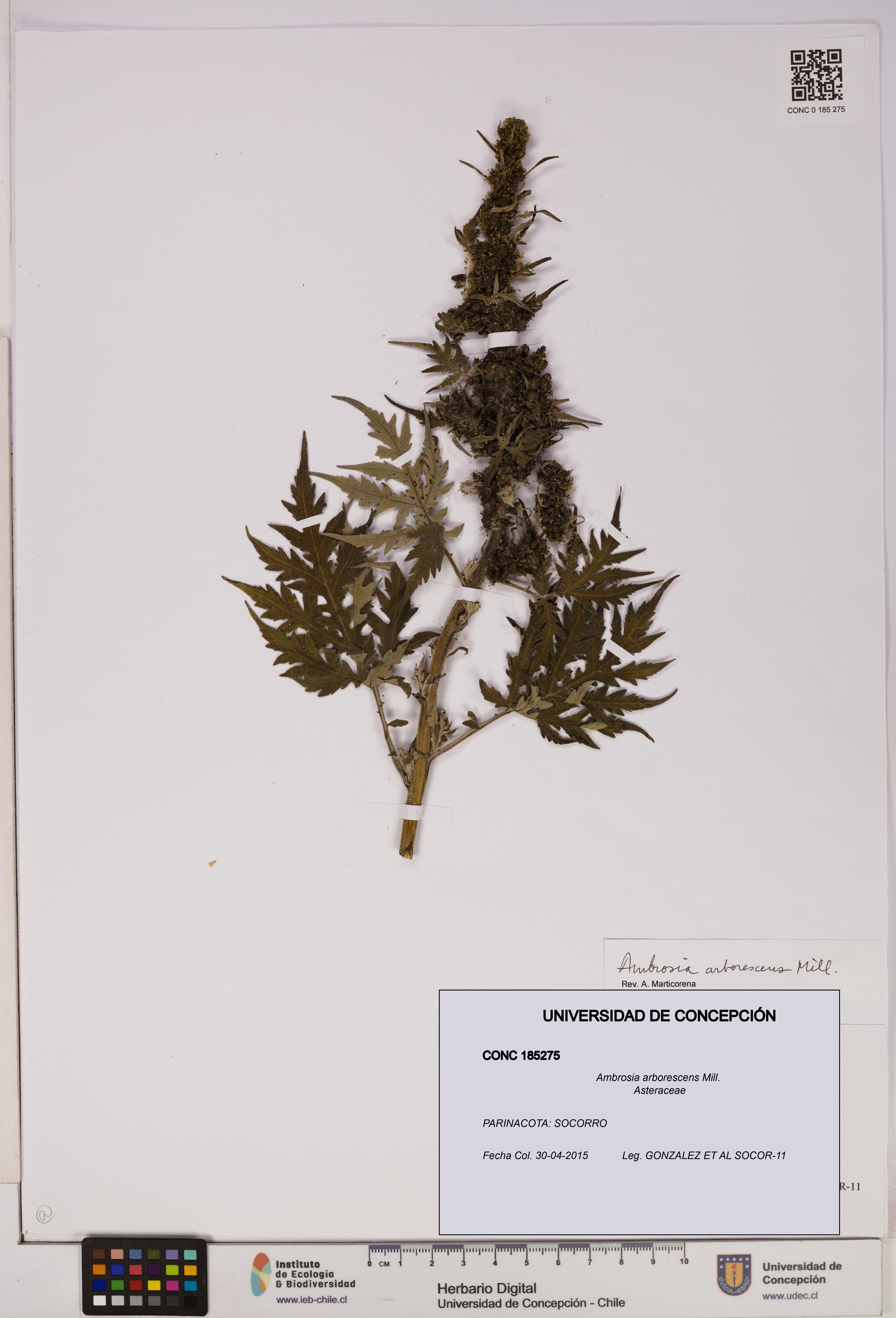 Ambrosia arborescens [Espécimen: UDEC:CONC:0185275]