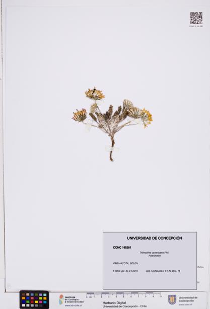 Trichocline caulescens [Espécimen: ]