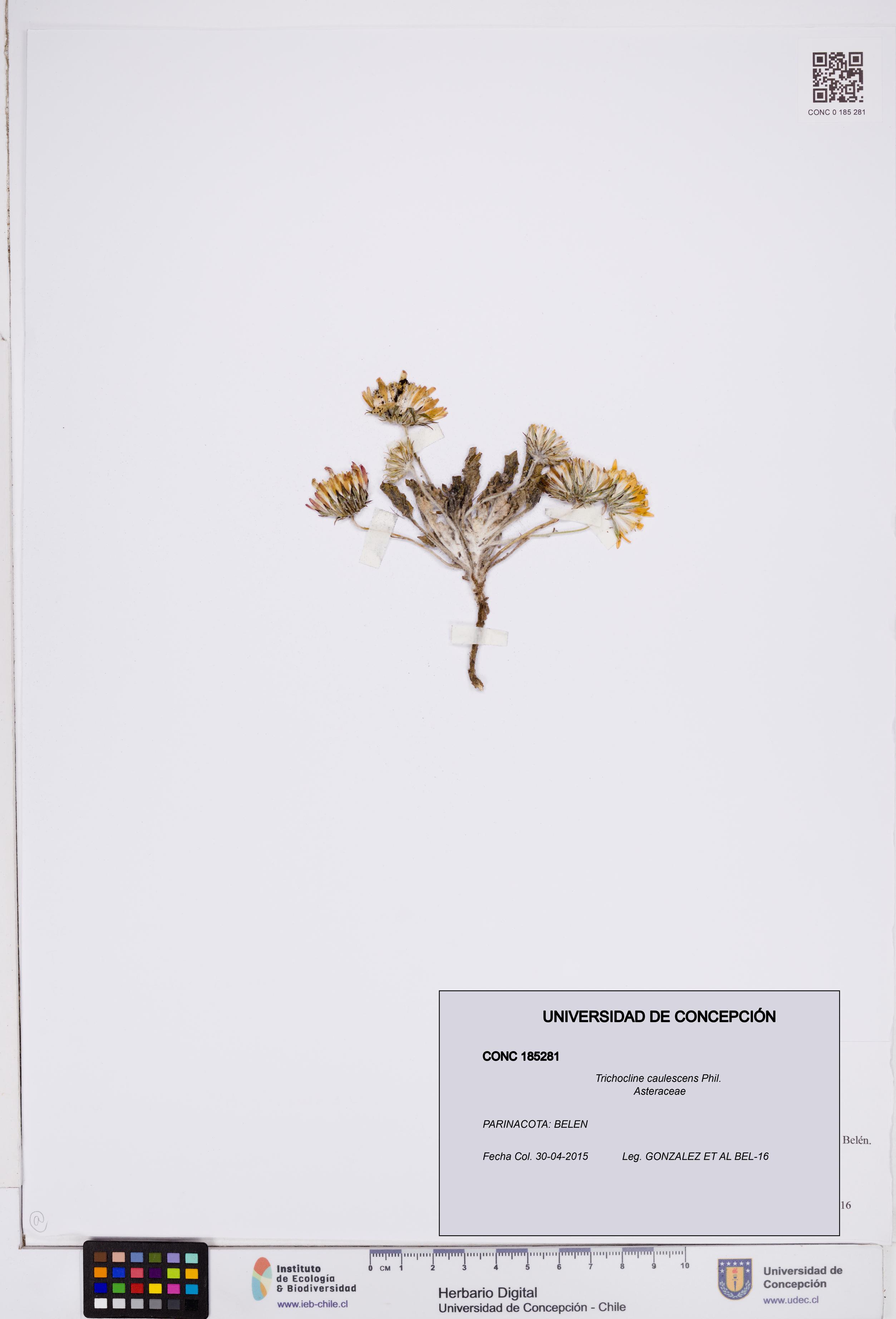Trichocline caulescens [Espécimen: ]