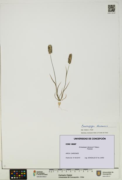 Enneapogon desvauxii [Espécimen: UDEC:CONC:0185287]