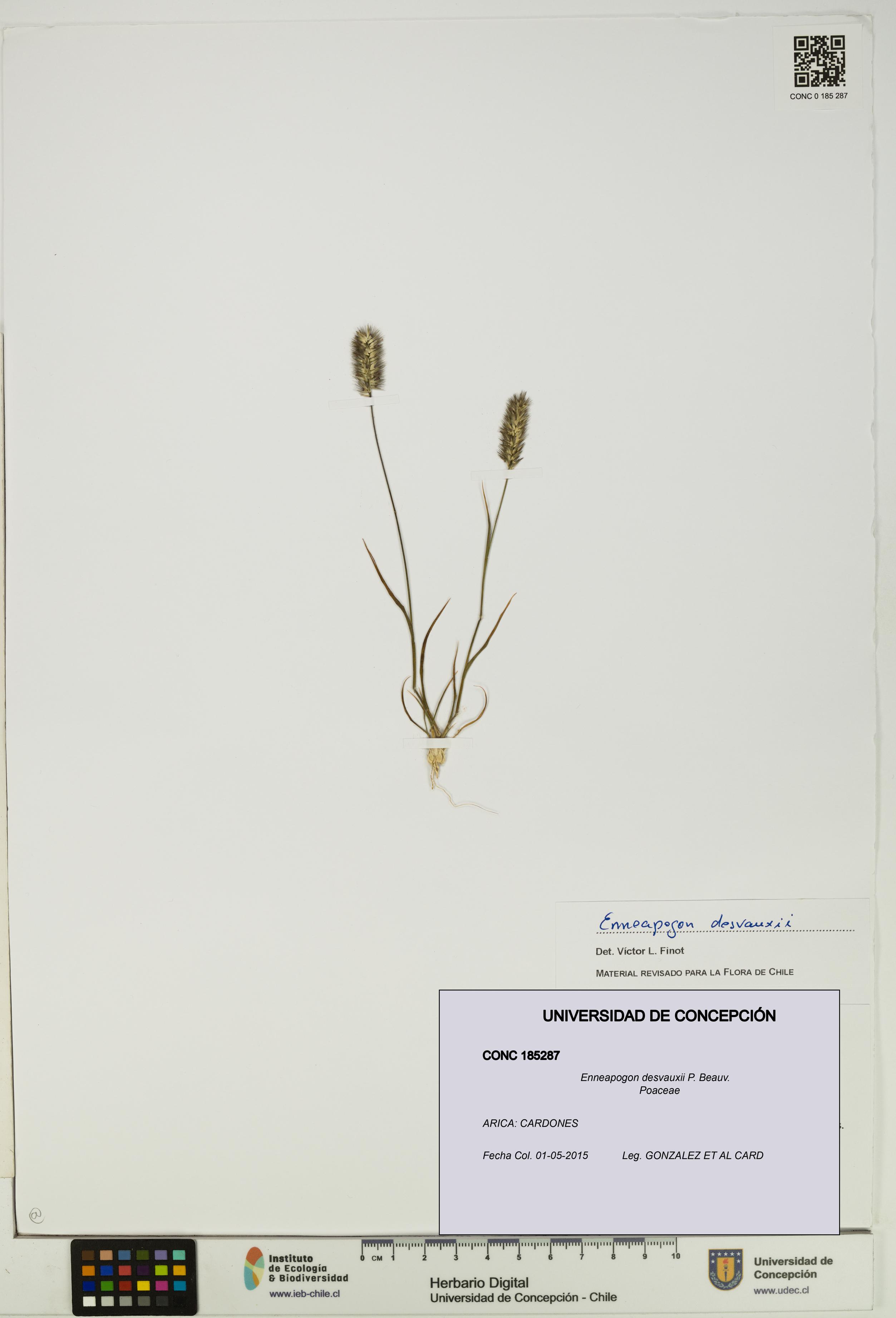 Enneapogon desvauxii [Espécimen: UDEC:CONC:0185287]