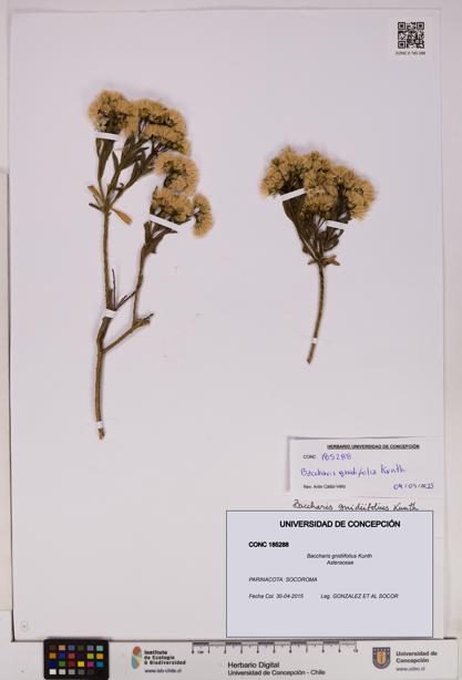Baccharis gnidiifolius [Espécimen: UDEC:CONC:0185288]
