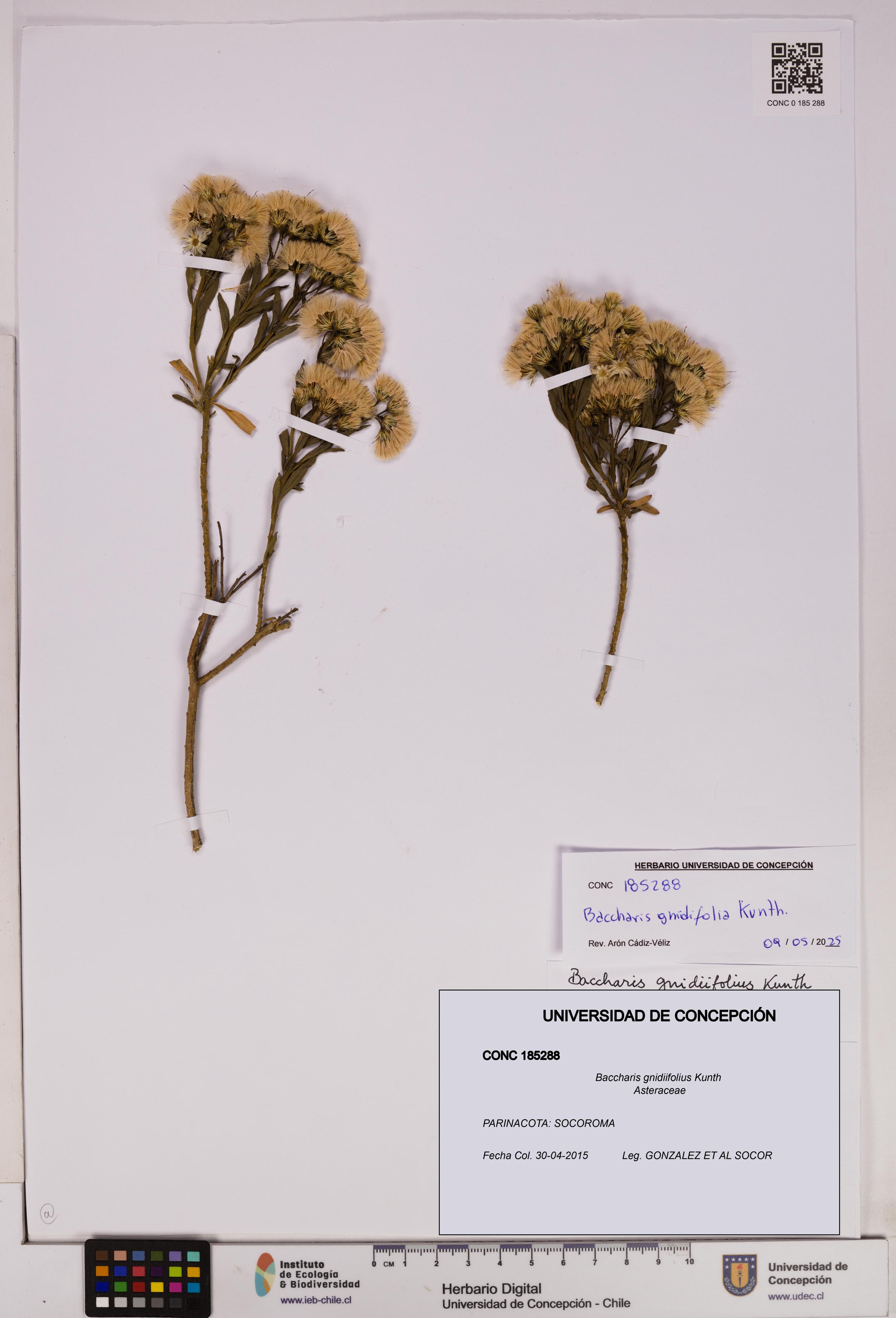Baccharis gnidiifolius [Espécimen: UDEC:CONC:0185288]