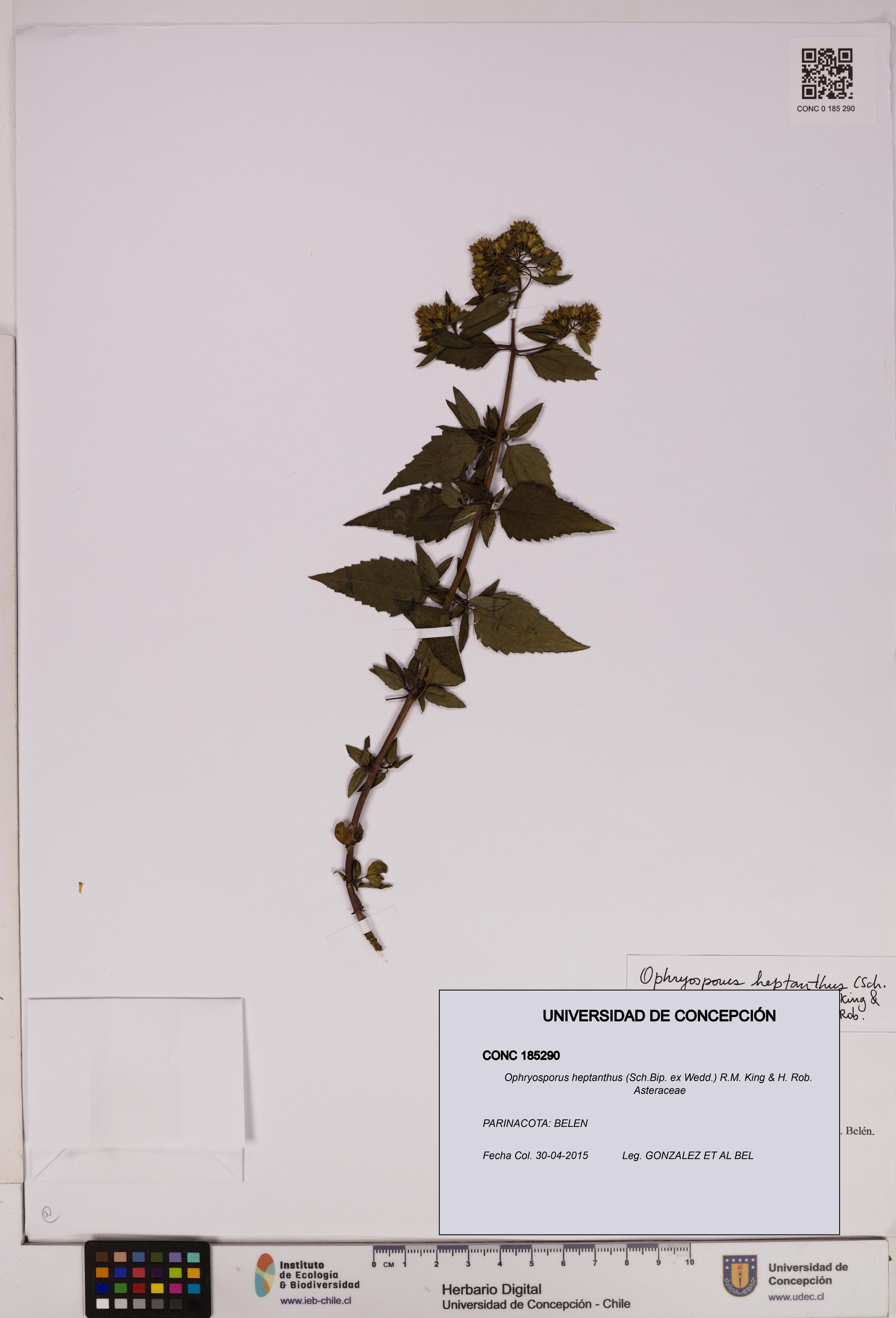 Ophryosporus heptanthus [Espécimen: UDEC:CONC:0185290]