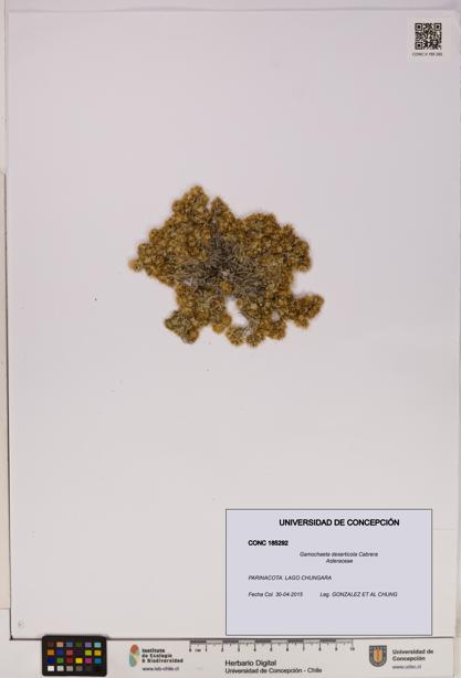 Gamochaeta deserticola [Espécimen: UDEC:CONC:0185292]