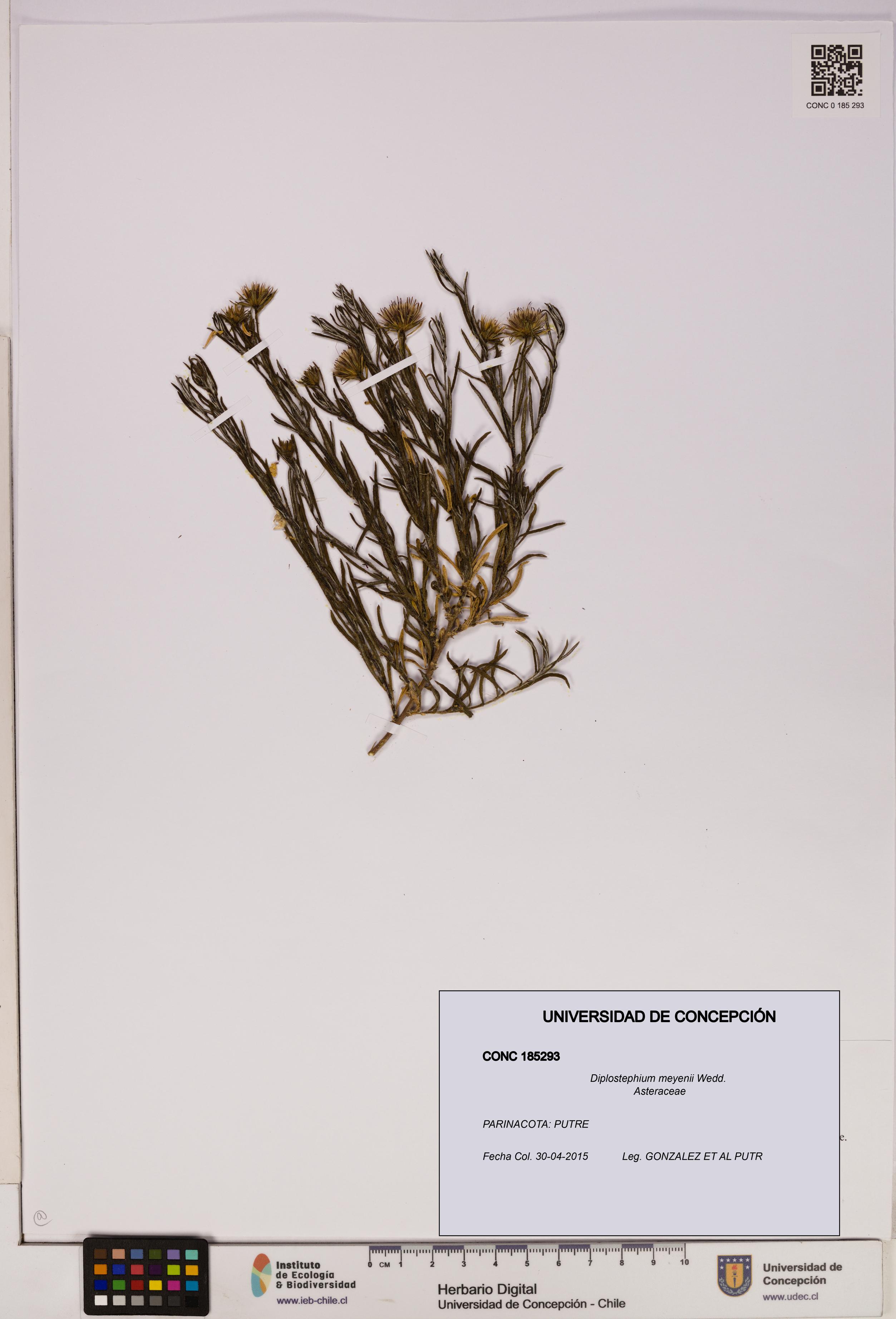 Diplostephium meyenii [Espécimen: UDEC:CONC:0185293]