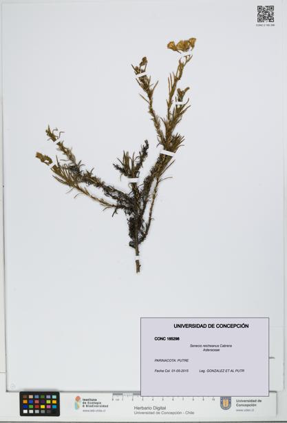 Senecio reicheanus [Espécimen: UDEC:CONC:0185298]