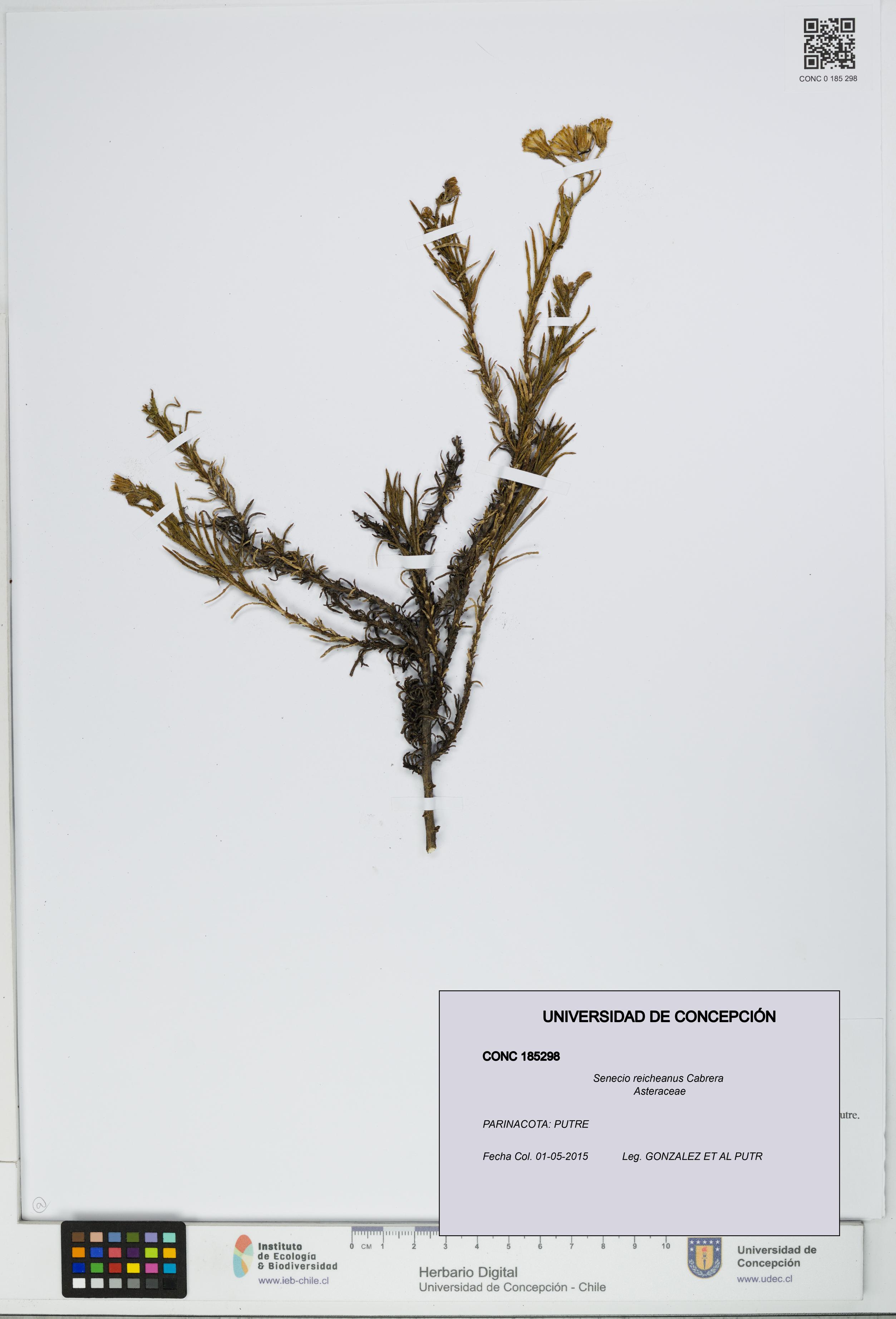 Senecio reicheanus [Espécimen: UDEC:CONC:0185298]