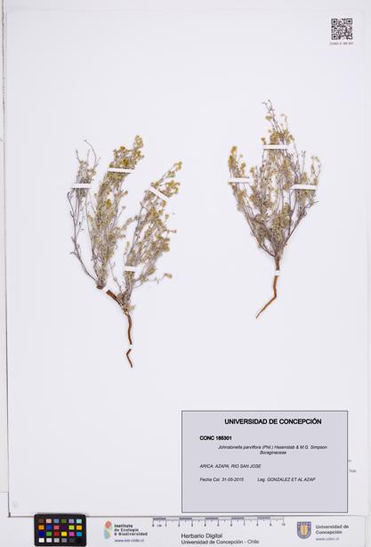 Johnstonella parviflora [Espécimen: ]