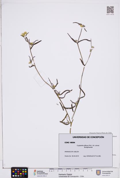 Cryptantha diffusa [Espécimen: ]