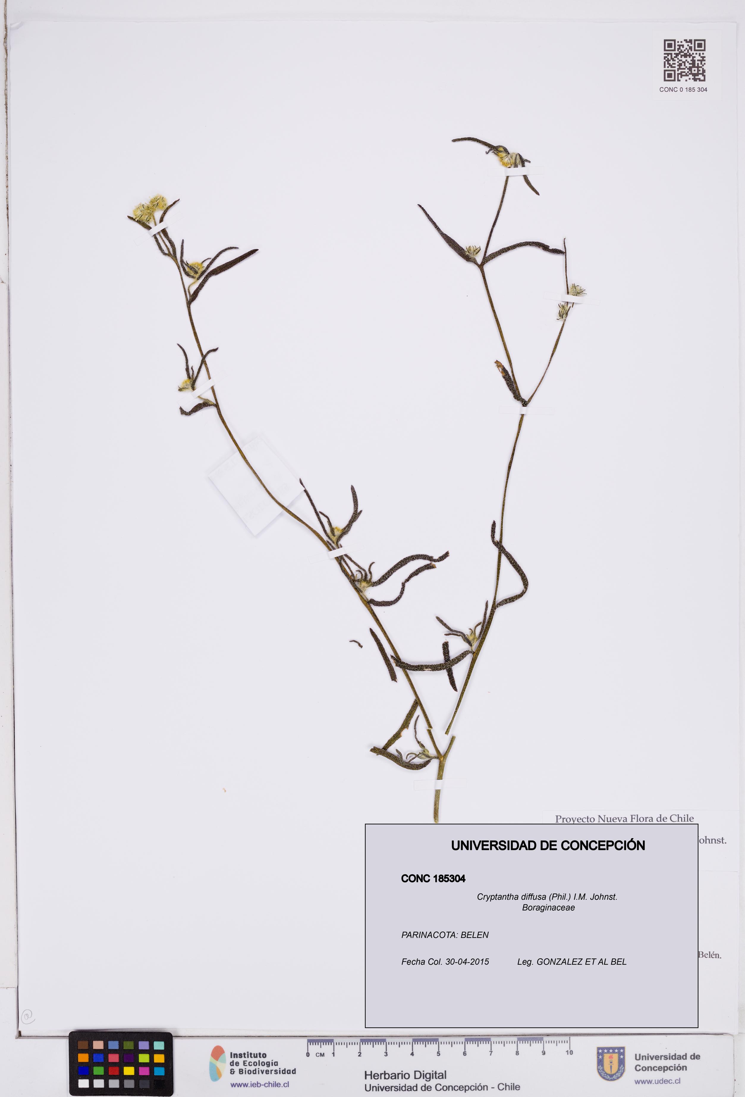 Cryptantha diffusa [Espécimen: ]