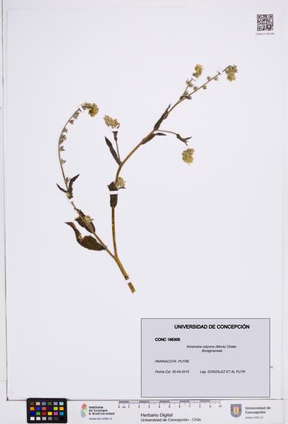 Amsinckia calycina [Espécimen: ]