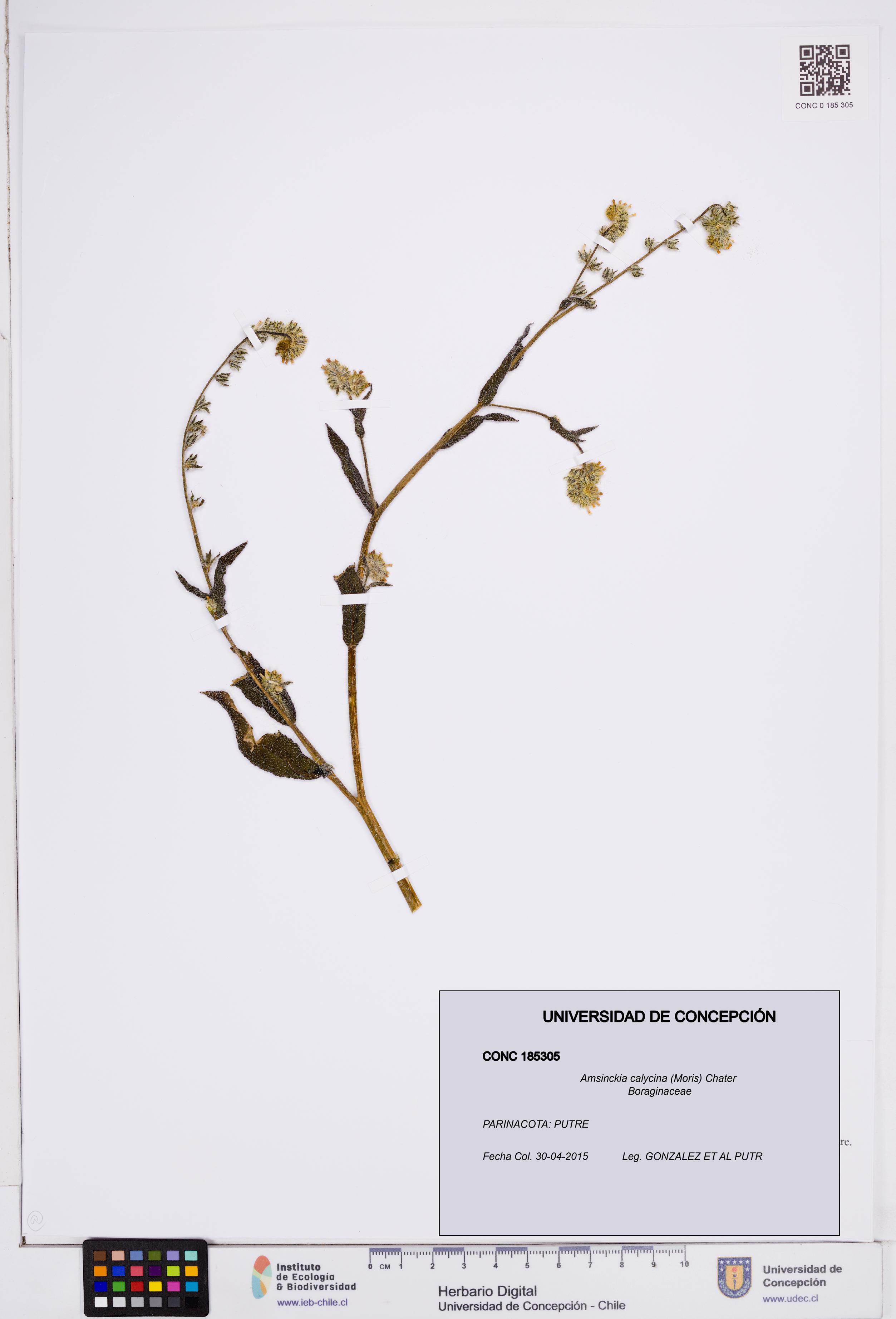 Amsinckia calycina [Espécimen: ]
