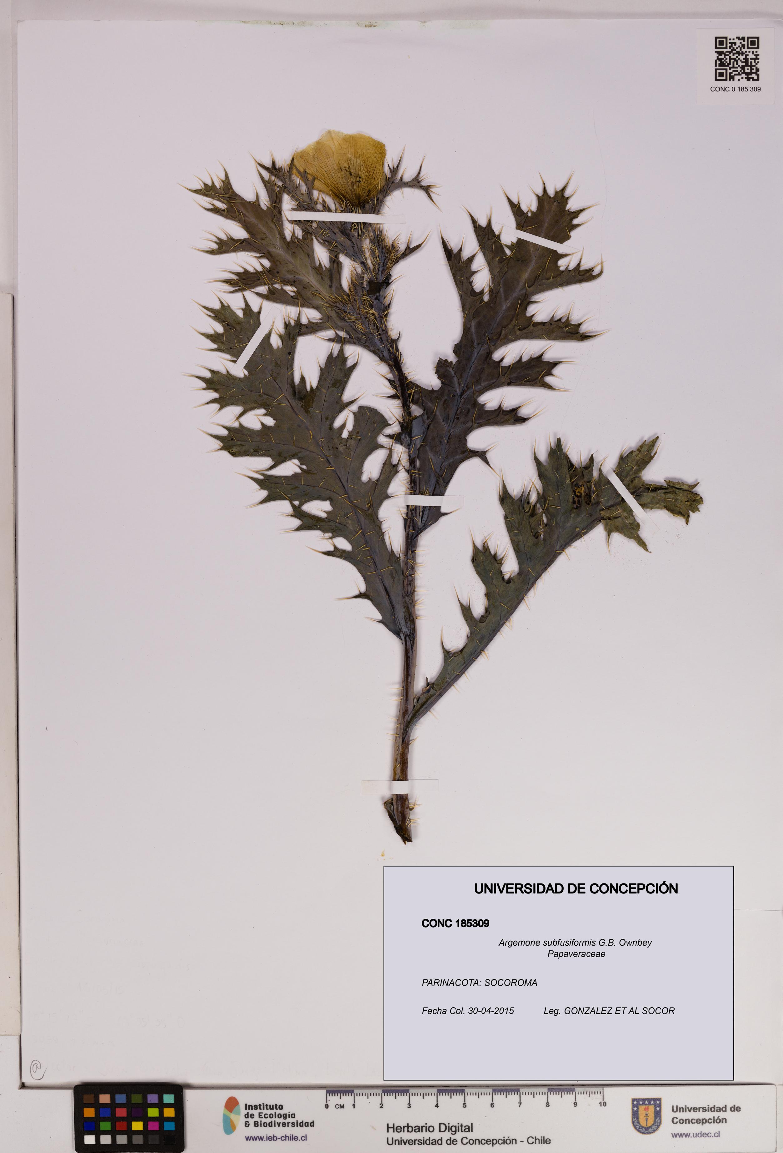 Argemone subfusiformis [Espécimen: UDEC:CONC:0185309]