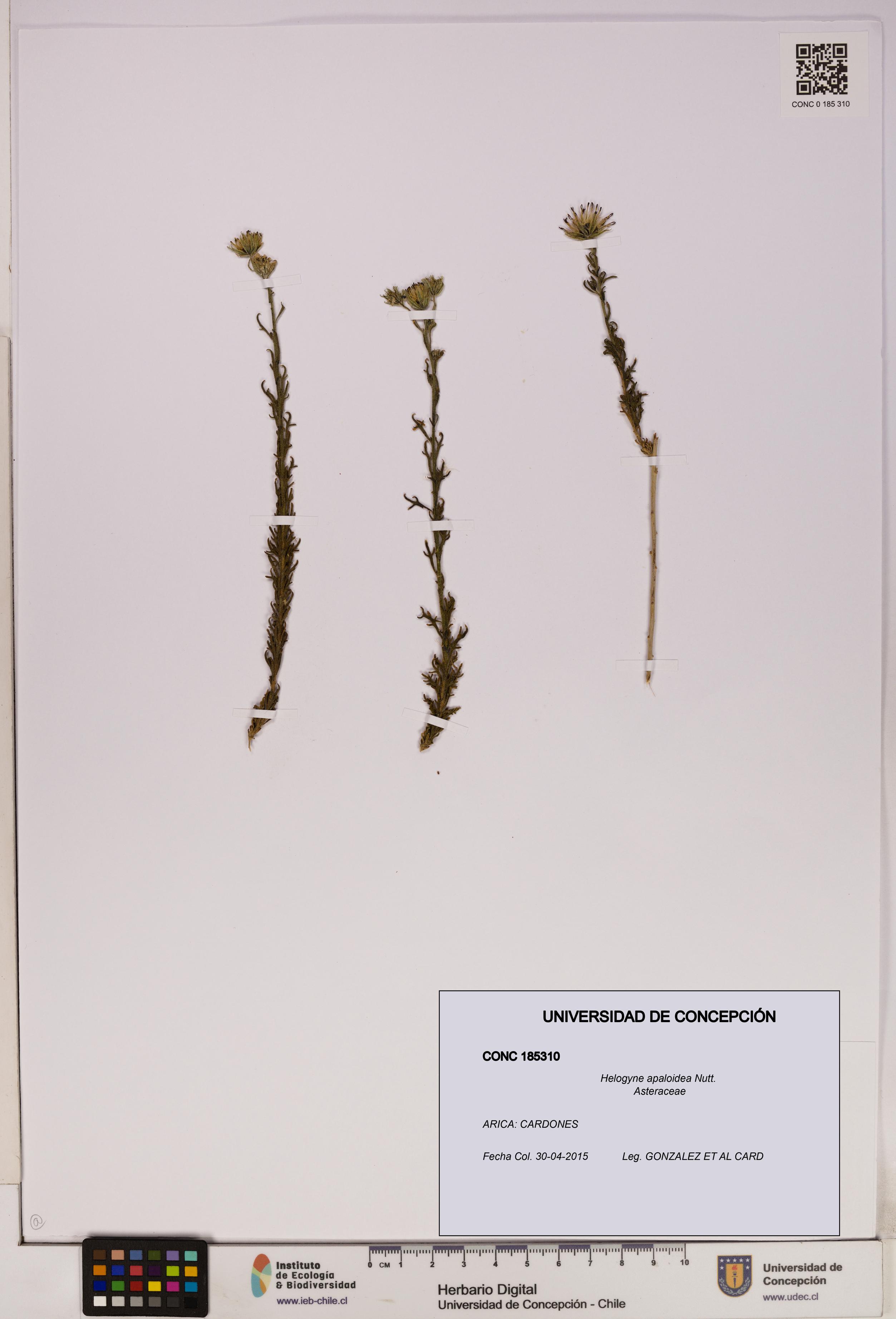 Helogyne apaloidea [Espécimen: UDEC:CONC:0185310]