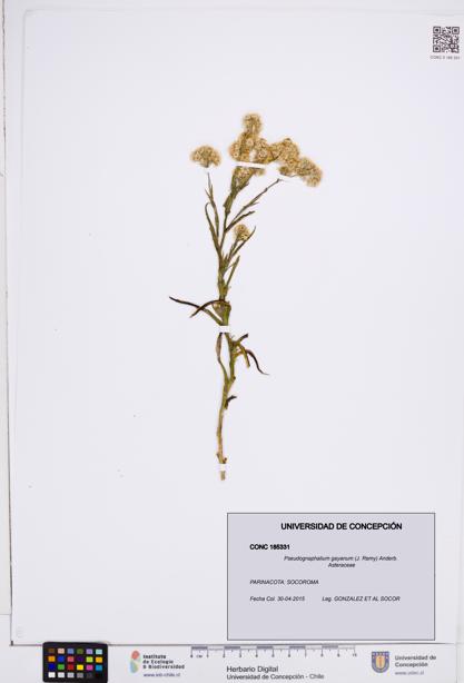 Pseudognaphalium gayanum [Espécimen: ]