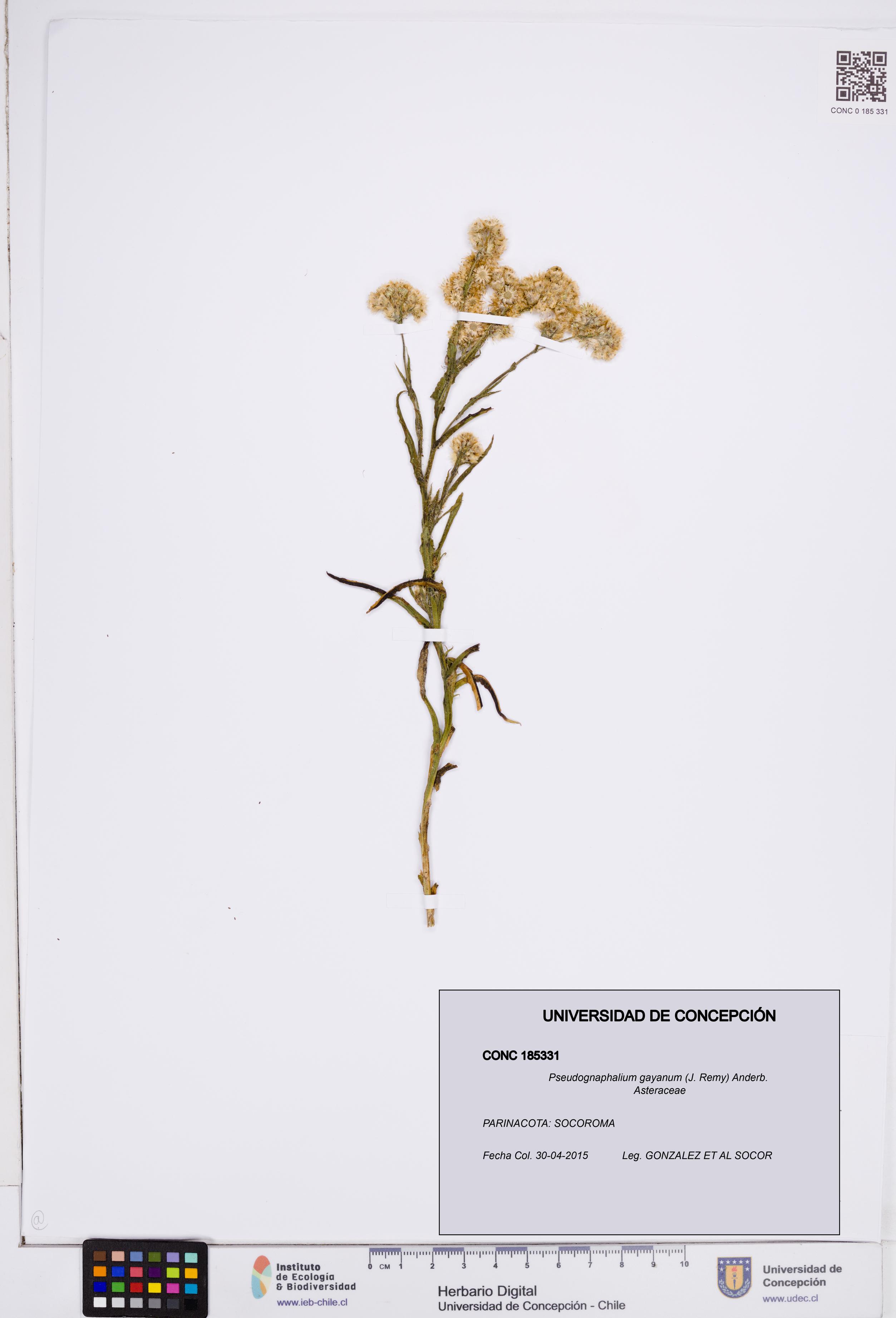 Pseudognaphalium gayanum [Espécimen: ]