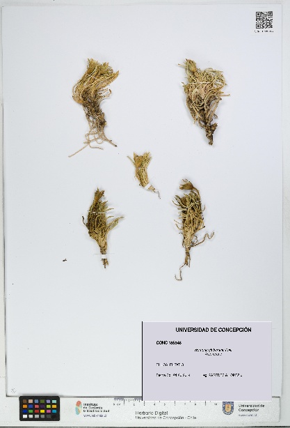 Werneria glaberrima [Espécimen: UDEC:CONC:0185346]