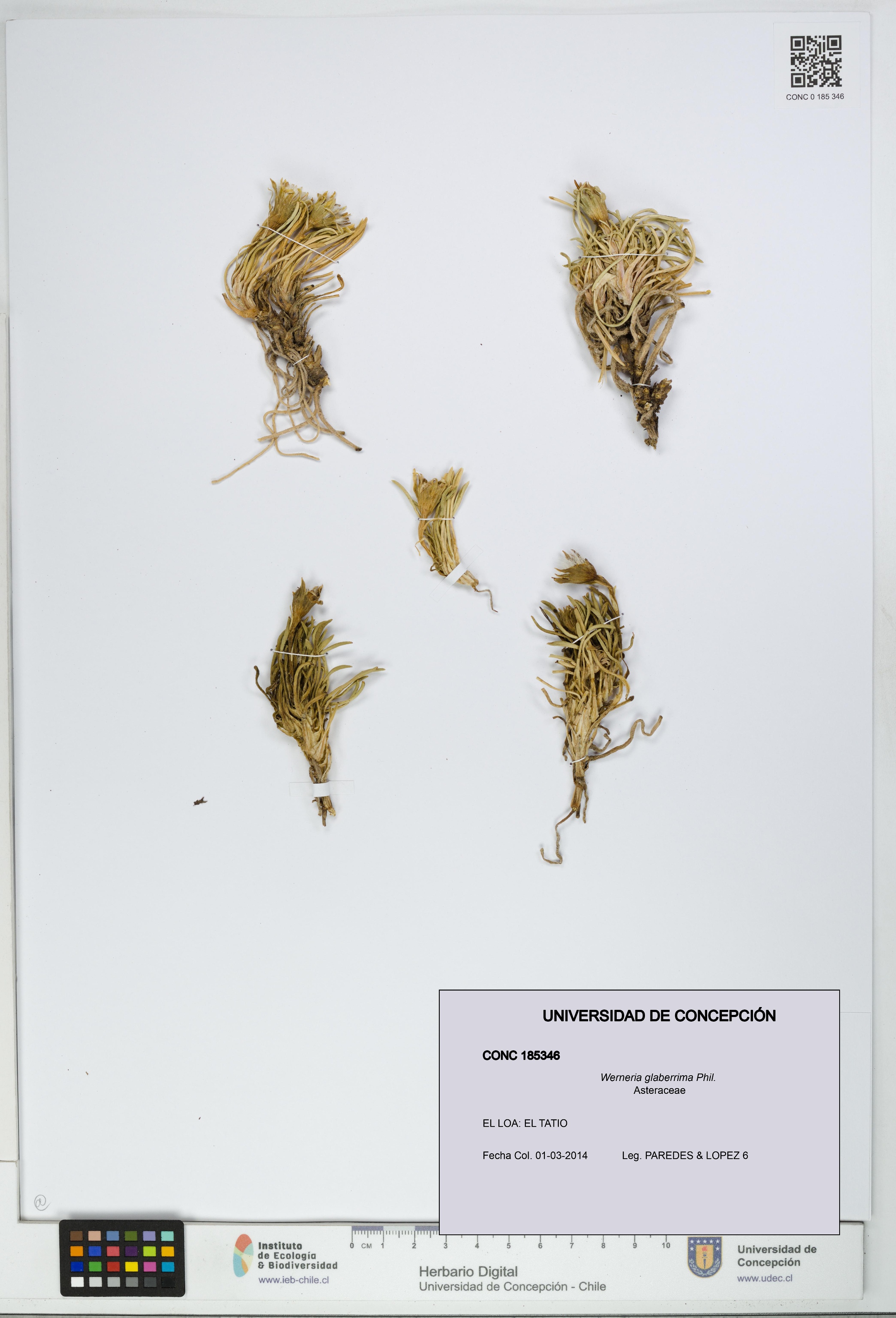 Werneria glaberrima [Espécimen: UDEC:CONC:0185346]