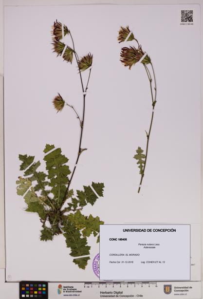 Perezia nutans [Espécimen: UDEC:CONC:0185405]