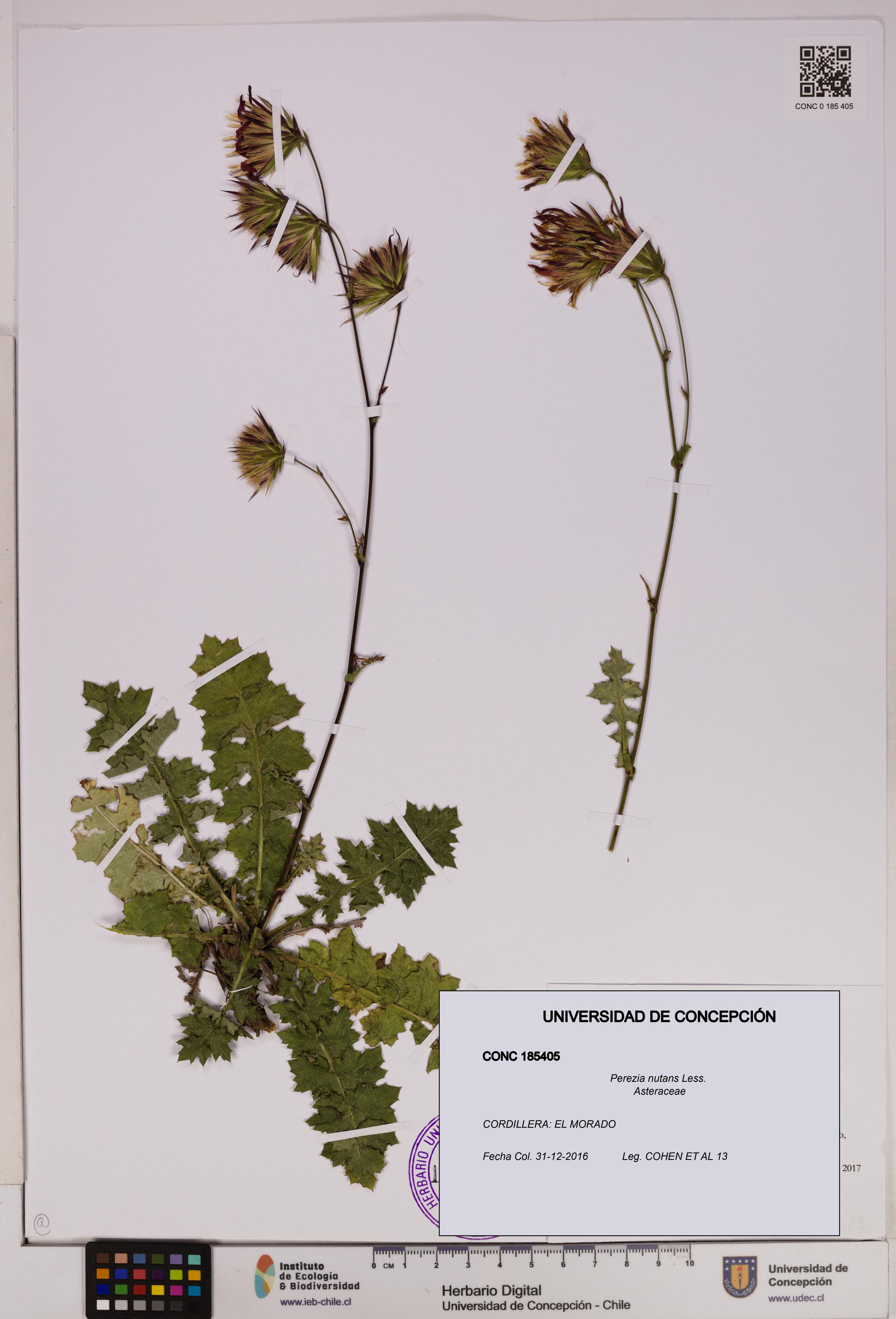 Perezia nutans [Espécimen: UDEC:CONC:0185405]