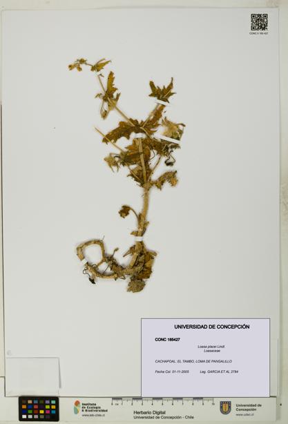 Loasa placei [Espécimen: UDEC:CONC:0185427]