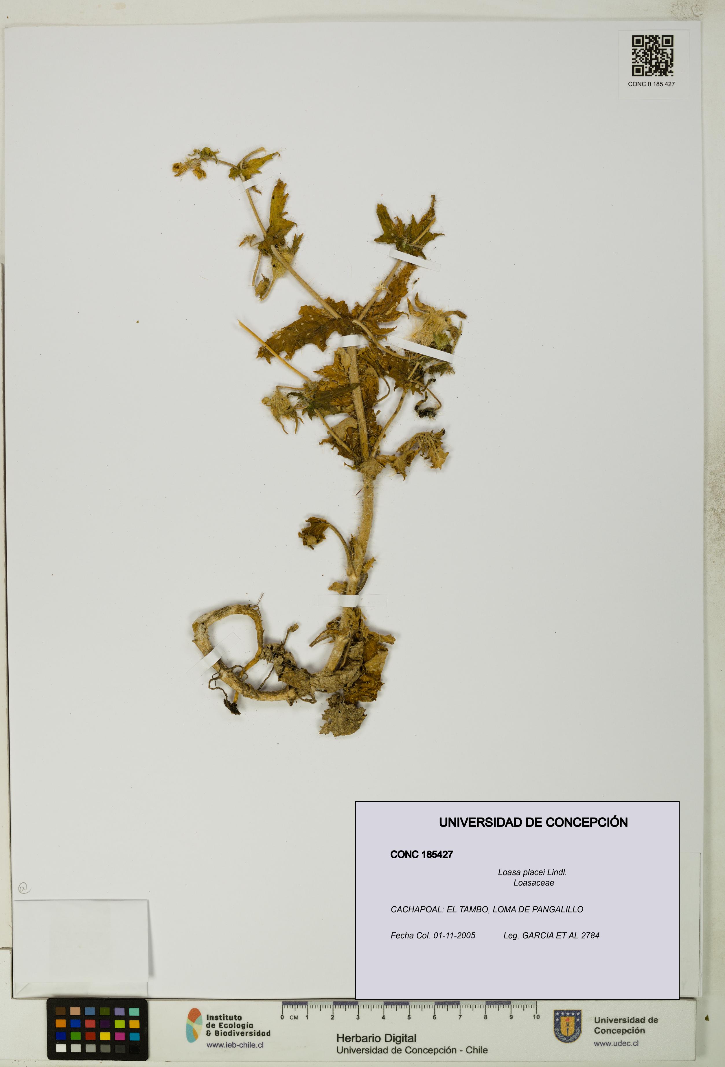 Loasa placei [Espécimen: UDEC:CONC:0185427]