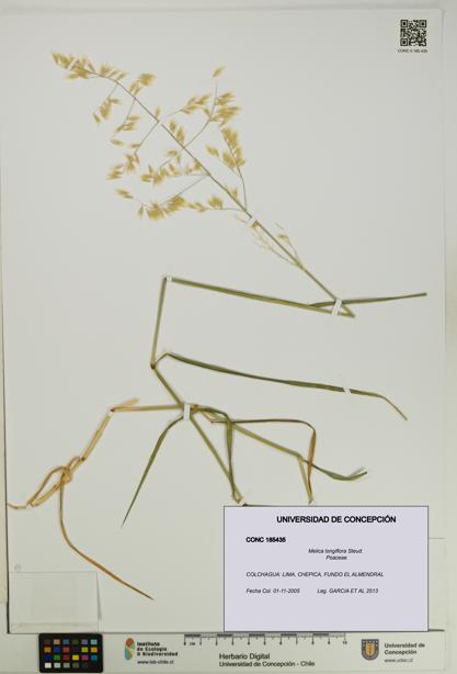 Melica longiflora [Espécimen: UDEC:CONC:0185435]