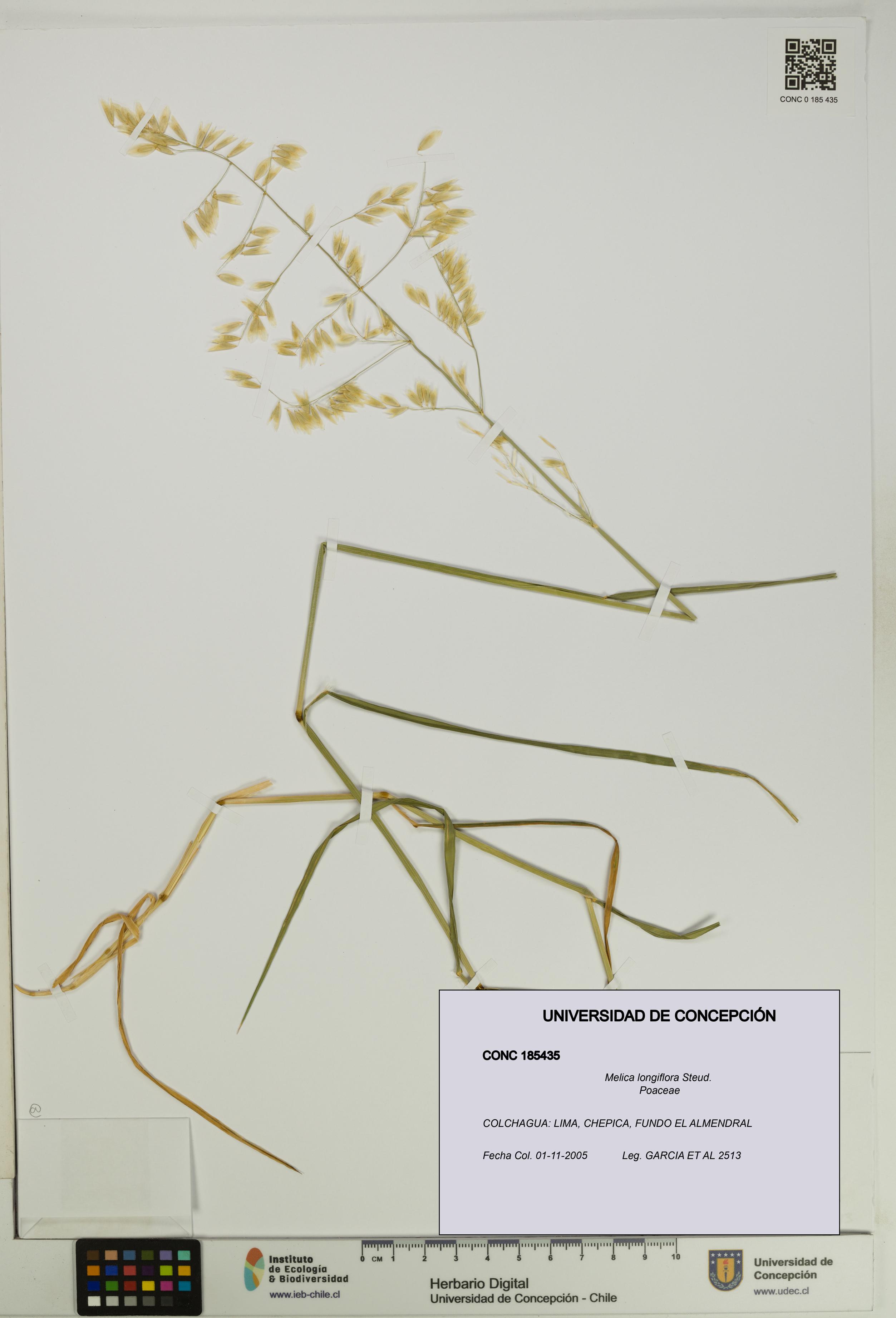Melica longiflora [Espécimen: UDEC:CONC:0185435]