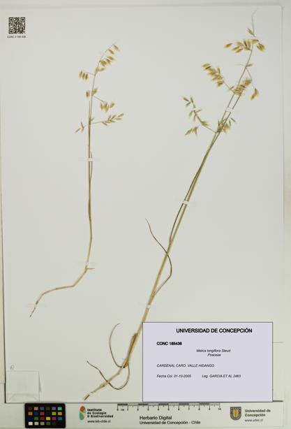 Melica longiflora [Espécimen: UDEC:CONC:0185436]