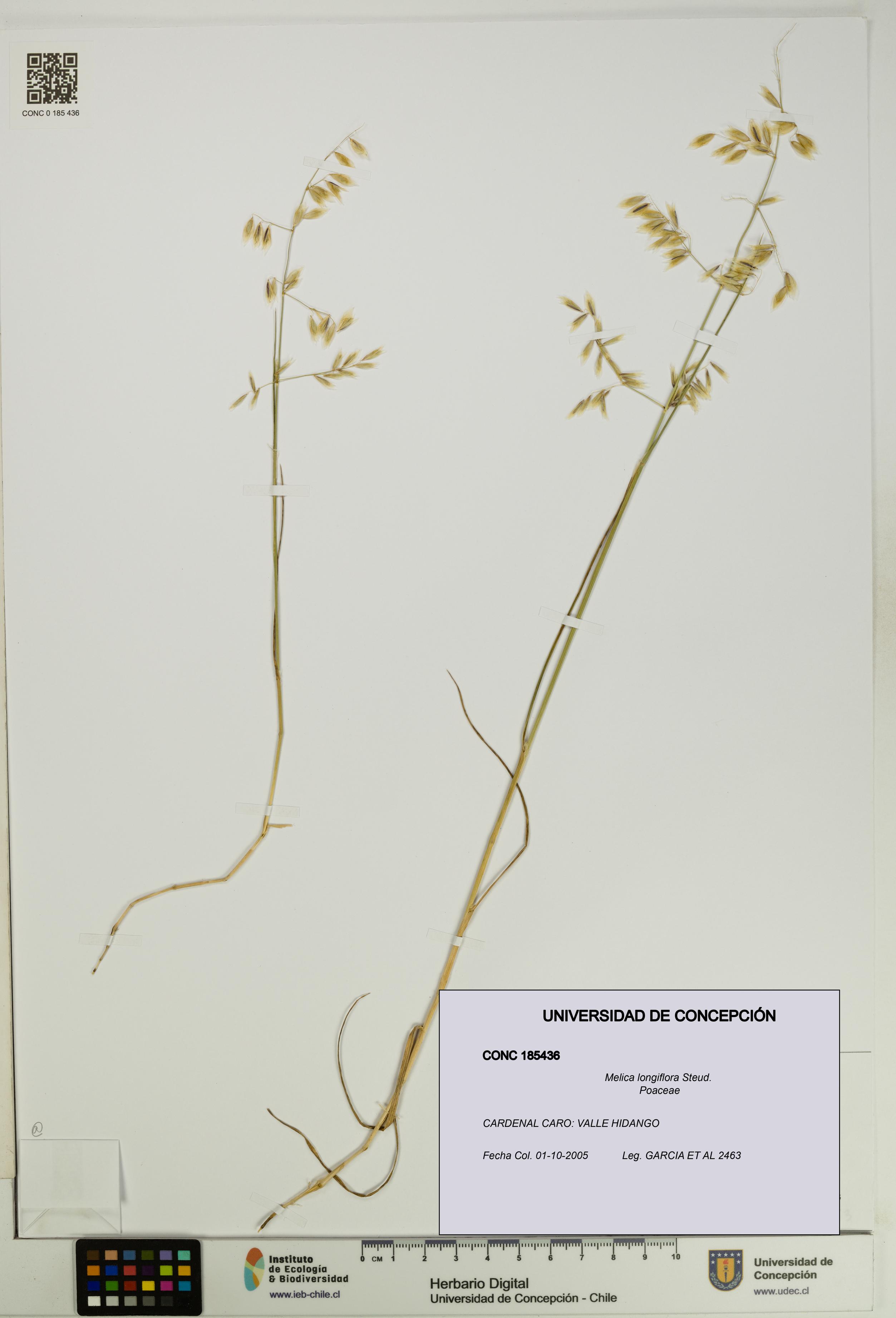 Melica longiflora [Espécimen: UDEC:CONC:0185436]