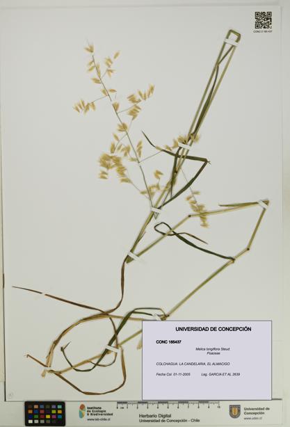 Melica longiflora [Espécimen: UDEC:CONC:0185437]