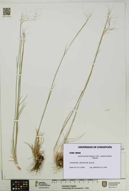 Jarava plumosa [Espécimen: UDEC:CONC:0185445]