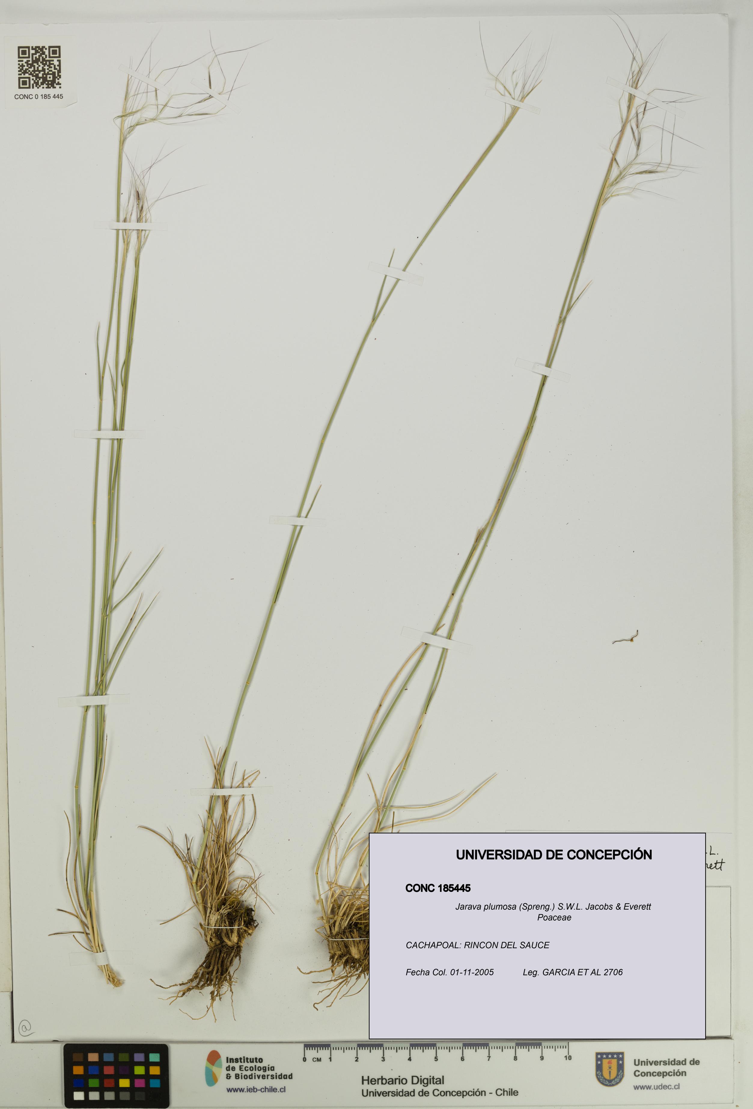 Jarava plumosa [Espécimen: UDEC:CONC:0185445]