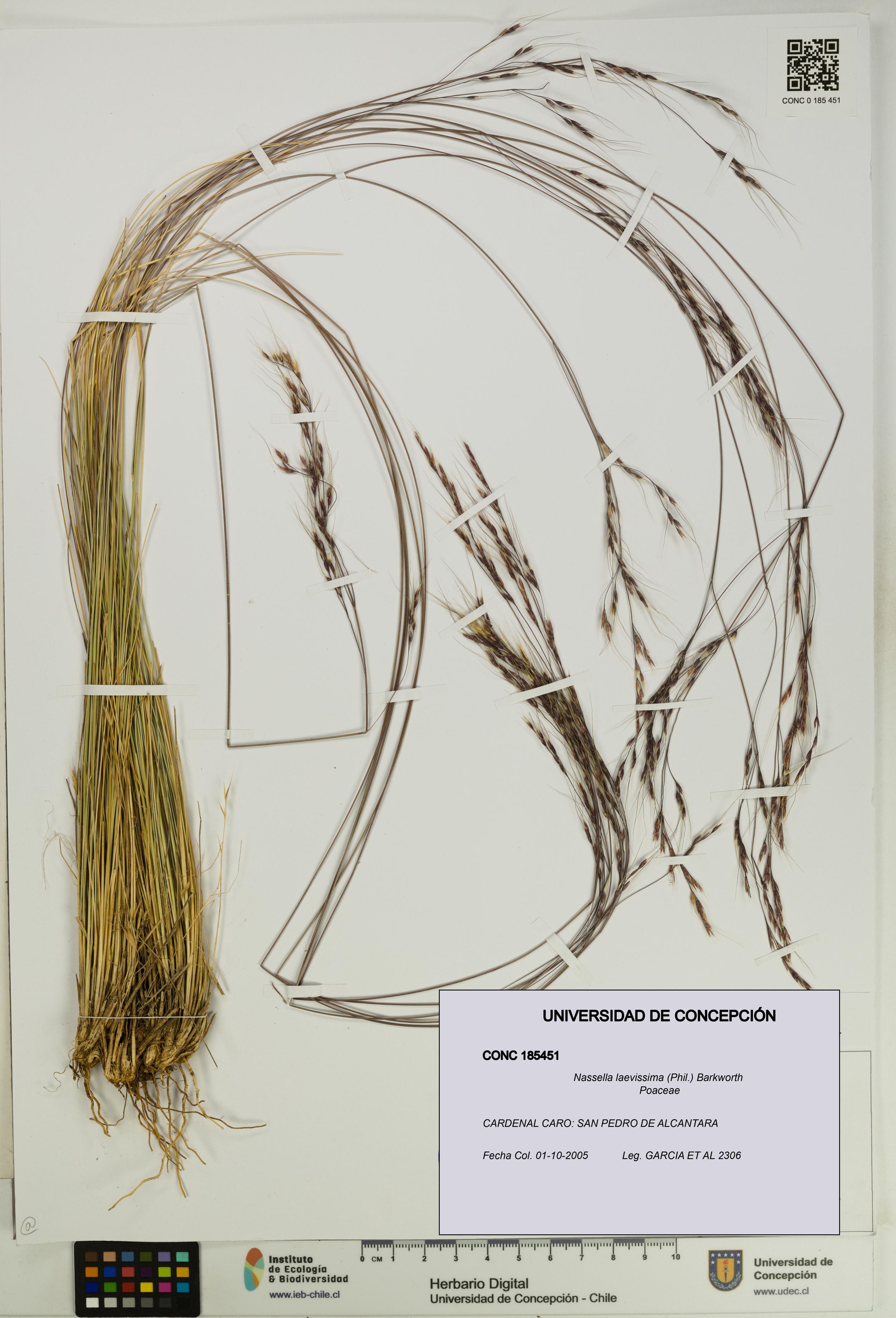 Nassella laevissima [Espécimen: UDEC:CONC:0185451]