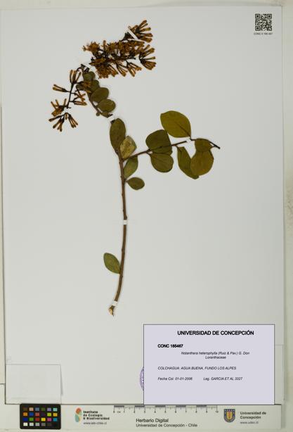 Notanthera heterophylla [Espécimen: UDEC:CONC:0185467]
