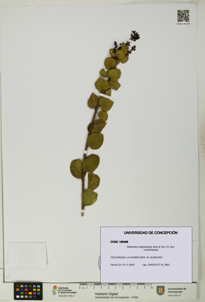 Notanthera heterophylla [Espécimen: UDEC:CONC:0185468]