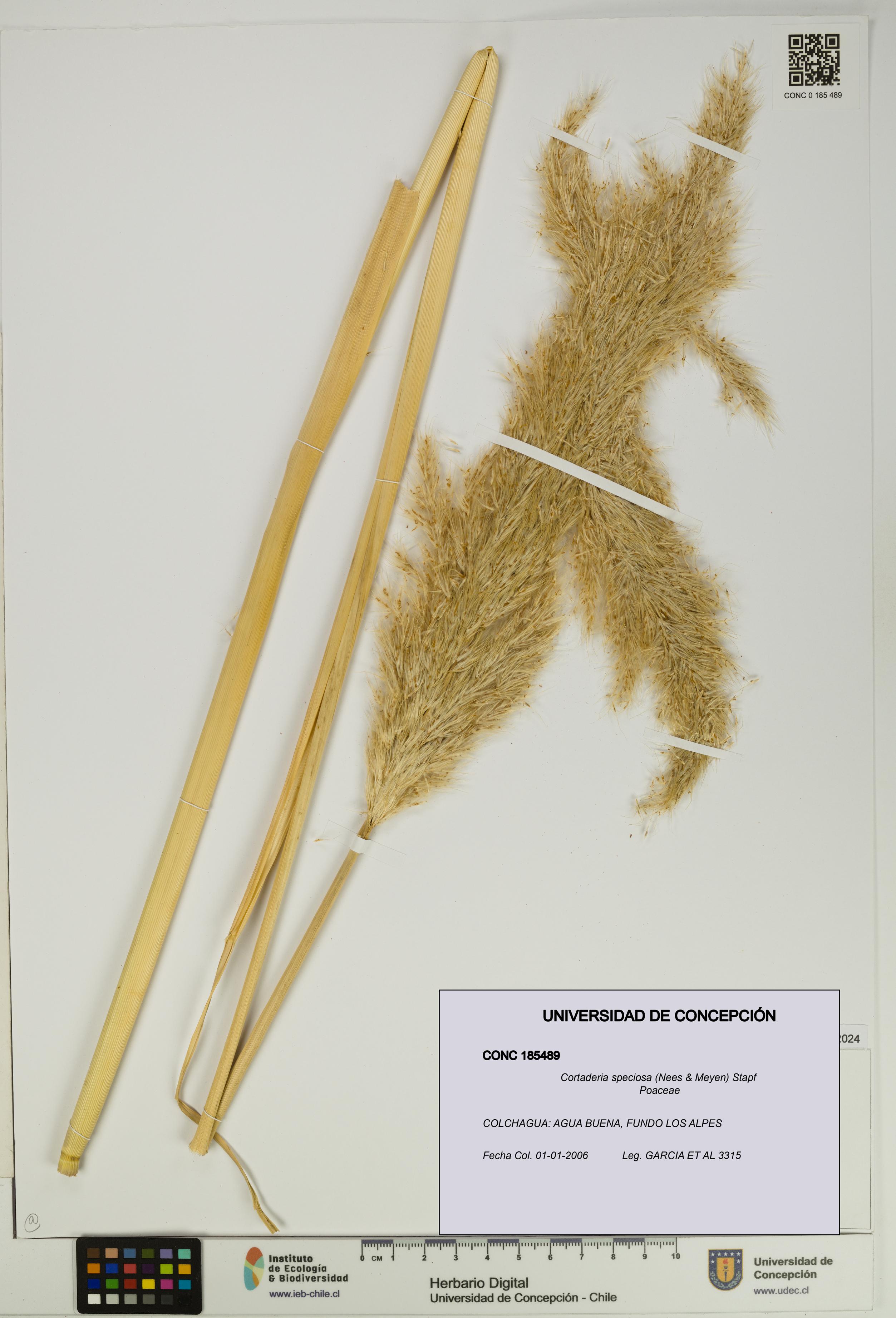 Cortaderia speciosa [Espécimen: UDEC:CONC:0185489]