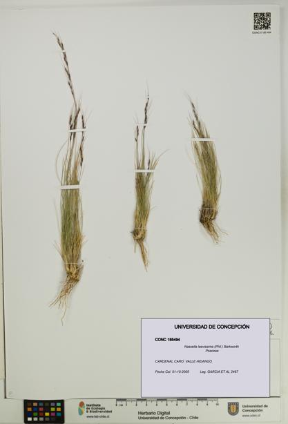 Nassella laevissima [Espécimen: UDEC:CONC:0185494]