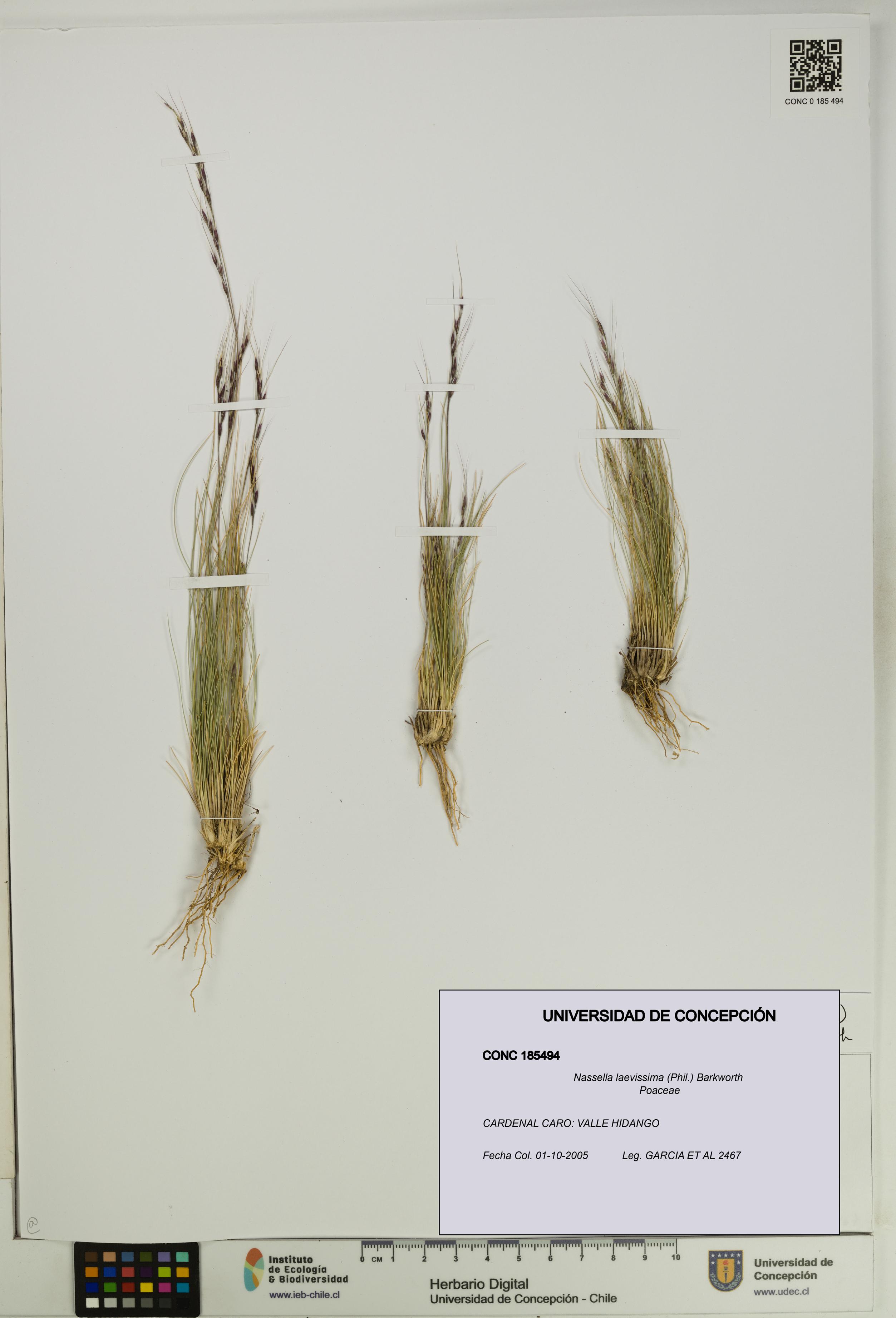 Nassella laevissima [Espécimen: UDEC:CONC:0185494]