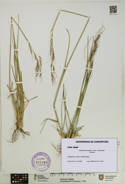 Nassella manicata [Espécimen: UDEC:CONC:0185495]